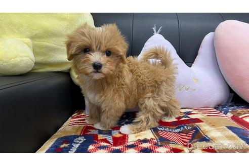 成約済の兵庫県のマルプー:マルチーズ×トイプードル-215598の8枚目
